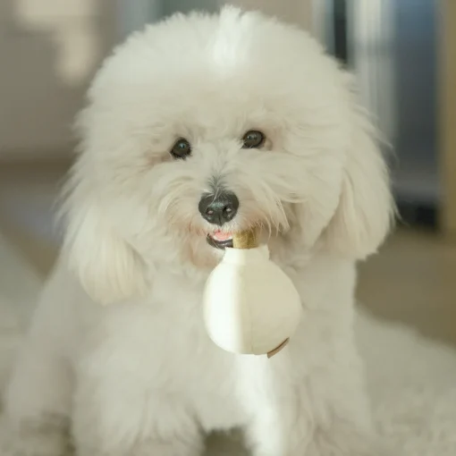 Garlic Pop - Image 3