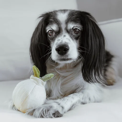 Garlic Pop - Image 2
