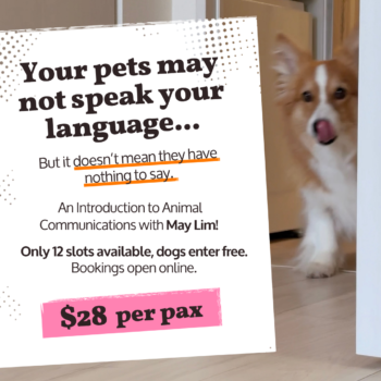 Introduction to Animal Communications with May Lim